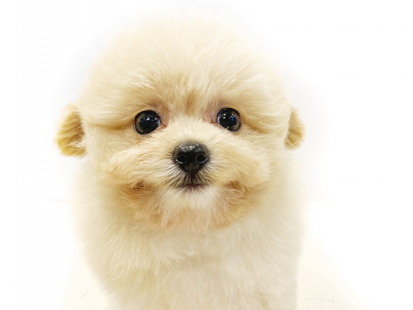 くまの人形みたいなとんでもなく可愛いルックス | MIX犬 （11690） - 横浜 白楽店
