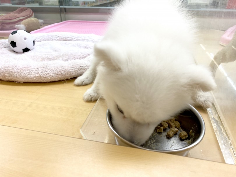 食欲は健康のバロメーター。食べるの大好き | スピッツ （118471） - 城山店