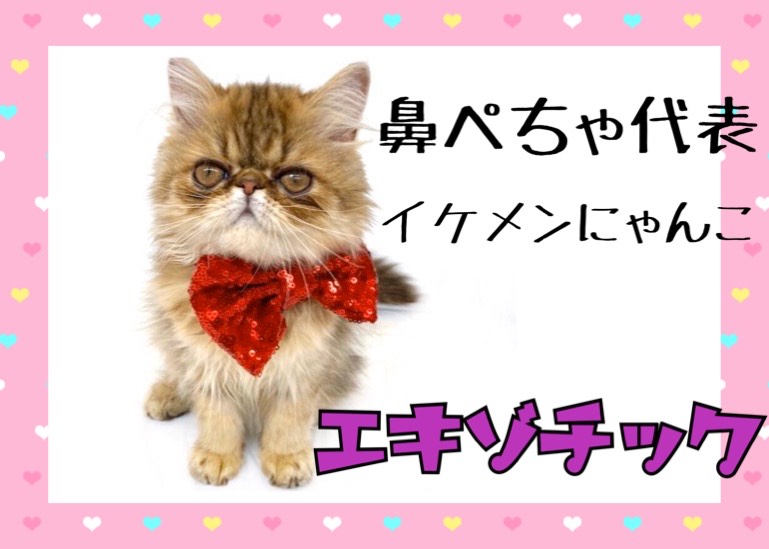 【 エキゾチック 】鼻ぺちゃ代表！甘えん坊の男の子