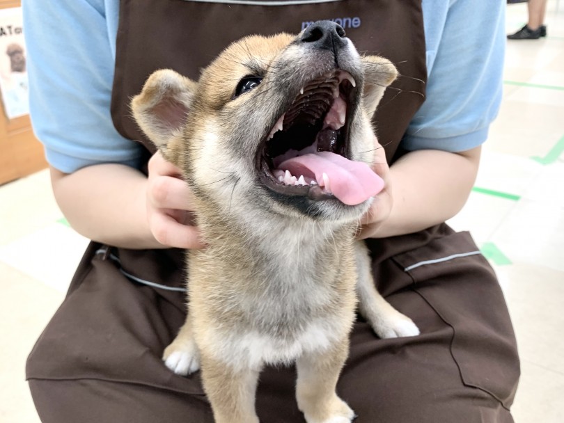 クールな見た目から想像できない甘えん坊 | 柴犬 （130238） - 高井戸店
