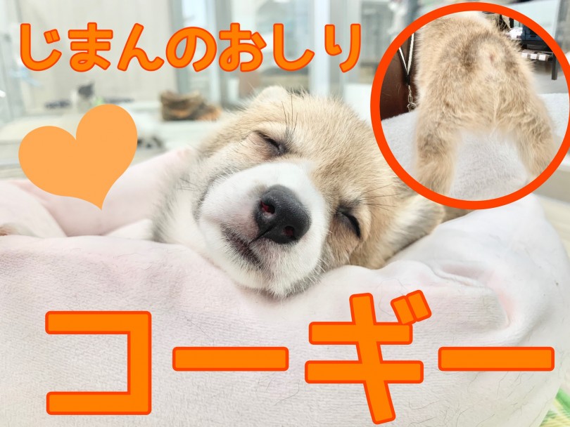 【 コーギー 】おしりが可愛い食パンコーギー！大きなお耳にお話聞かせて！