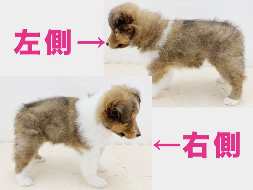 この子の模様はとっても個性的 | シェットランドシープドッグ （814618） - 相模大塚店
