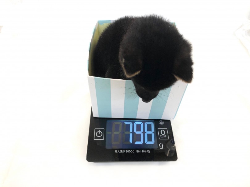 気になる現在の体重は798g | 豆柴  （118477） - 城山店