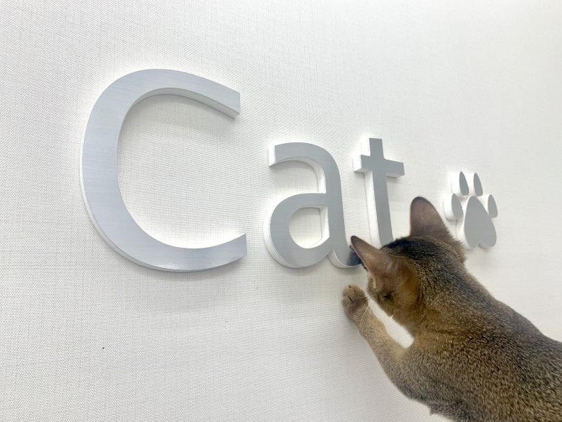 catの文字に興味深々 | アビシニアン （512662） - 本羽田店