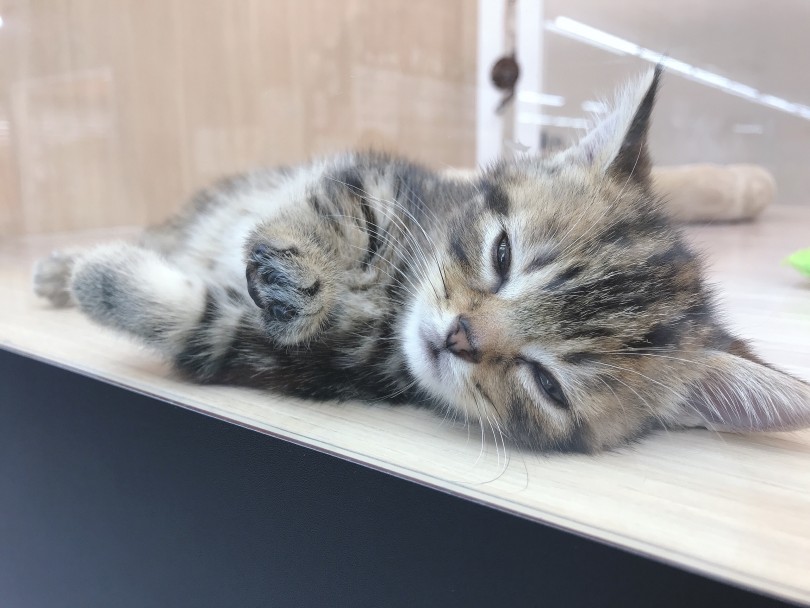 東川口店でマンチカンちゃんと一緒にお待ちしております！ | マンチカン （150098） - 東川口店