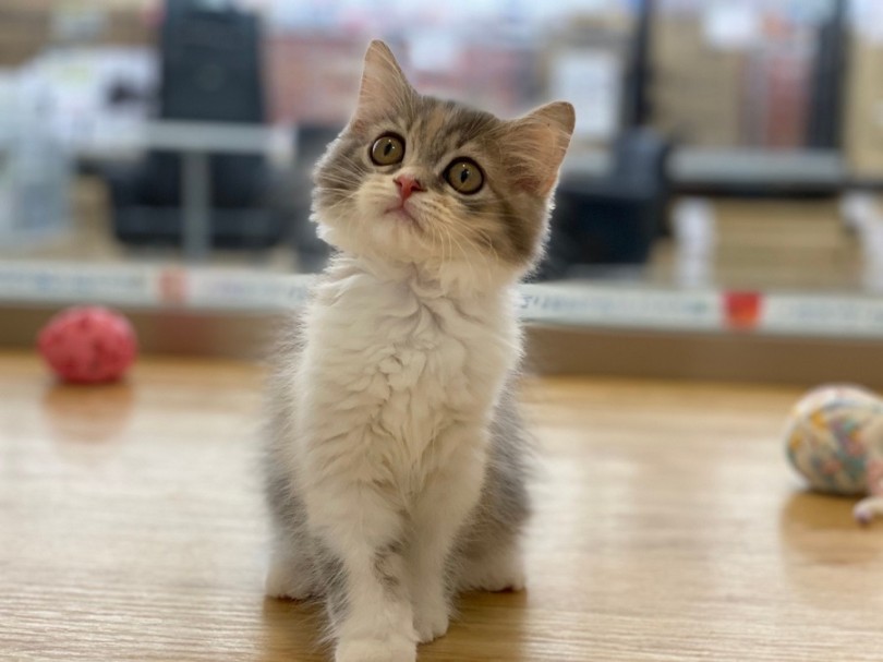 マルワンでは初めて飼われる方、多頭飼いの方にも安心のサポートが充実です♪ | サイベリアン （311947） - 港北ニュータウン店