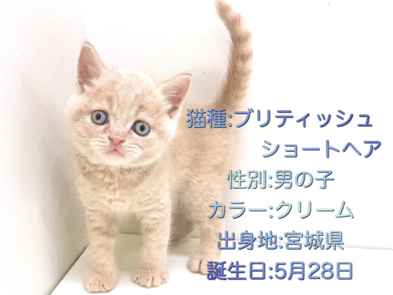 愛されフェイスの持ち主さん | ブリティッシュショートヘア （150101） - 東川口店