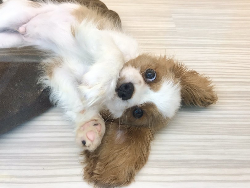 飼いやすい犬種 | キャバリア・キングチャールズ・スパニエル （914565） - 志村坂下店