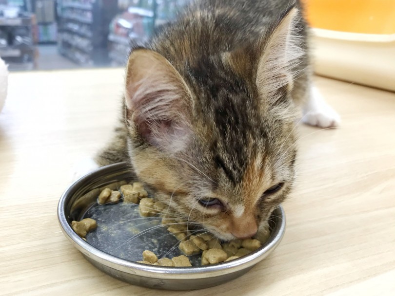 今は、1日3回子猫用のドライフードを離乳食のようにお湯でふやかしてあげています。 | マンチカン （119222） - 梅島店