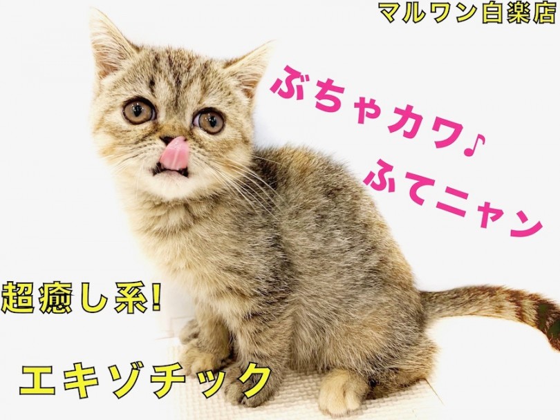 【 エキゾチック 】ふてニャンの愛称で大人気！コミカルな動きと容姿の癒し系♪