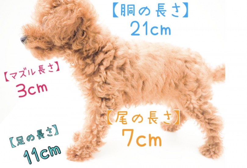まるでモデル犬 | トイ・プードル （150089） - 東川口店
