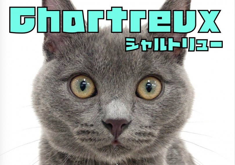 【 シャルトリュー 】ぽふぽふ毛量自慢！鶴見店7年目にして初登場のレア猫種！