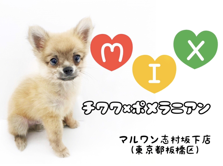 【 MIX 】へそ天しちゃいます！チワワとポメラニアンのめちゃかわMIX登場！