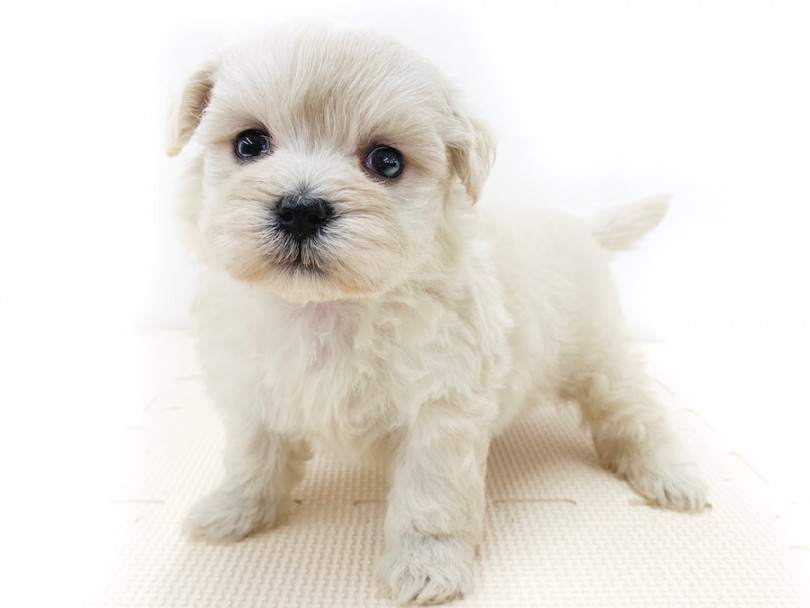 ぬいぐるみ犬 | MIX犬 （814617） - 相模大塚店