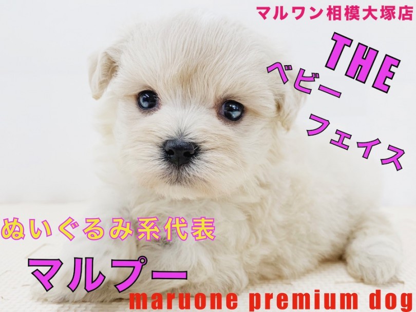 【 MIX 】両親はトイ・プードル＆マルチーズ！ぬいぐるみ系マルプーが可愛すぎる