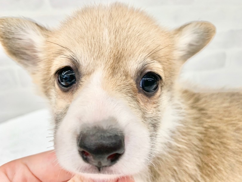 成犬時予想体重は6～10kgほど | ウェルシュコーギーペンブローク （014322） - 東日暮里店