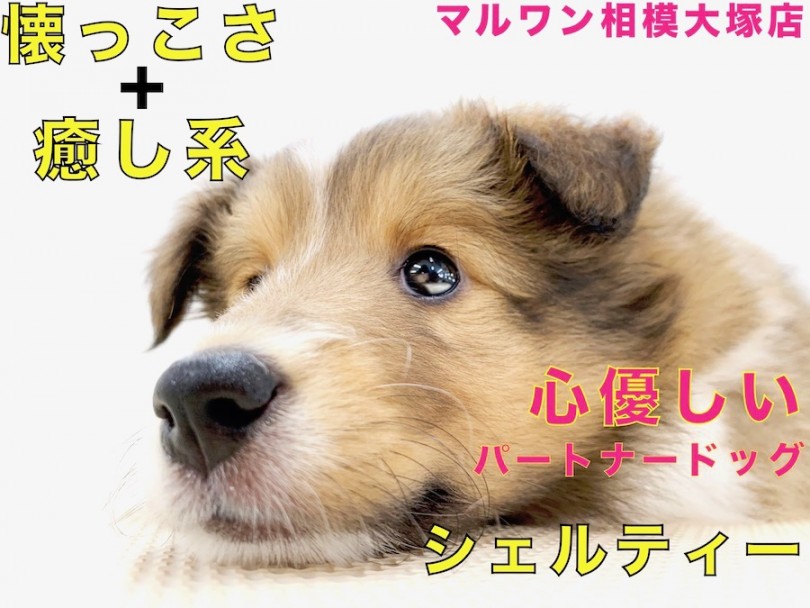 【 シェットランドシープドッグ 】まったり系のシェルティー！眠い表情が可愛すぎる