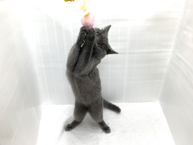 猫ちゃんと楽しく遊びたい人シャルトリューに決まりっ♪ | シャルトリュー （713701） - 鶴見店