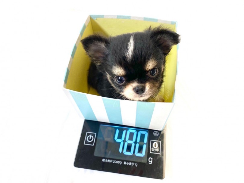 生後62日(7月8日時点)で480g | チワワ （118467） - 城山店