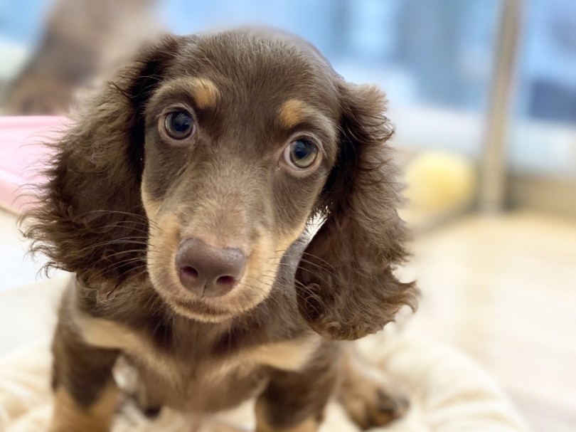 誰をも魅了してしまう不動の人気犬種 | ミニチュア・ダックスフント （311941） - 港北ニュータウン店