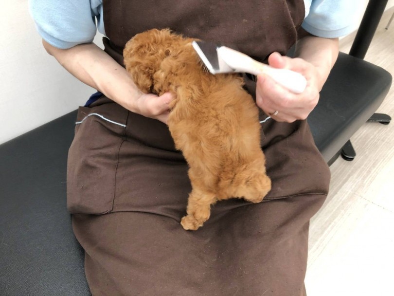 毛が抜けにくい犬種として有名 | トイ・プードル （512677） - 本羽田店