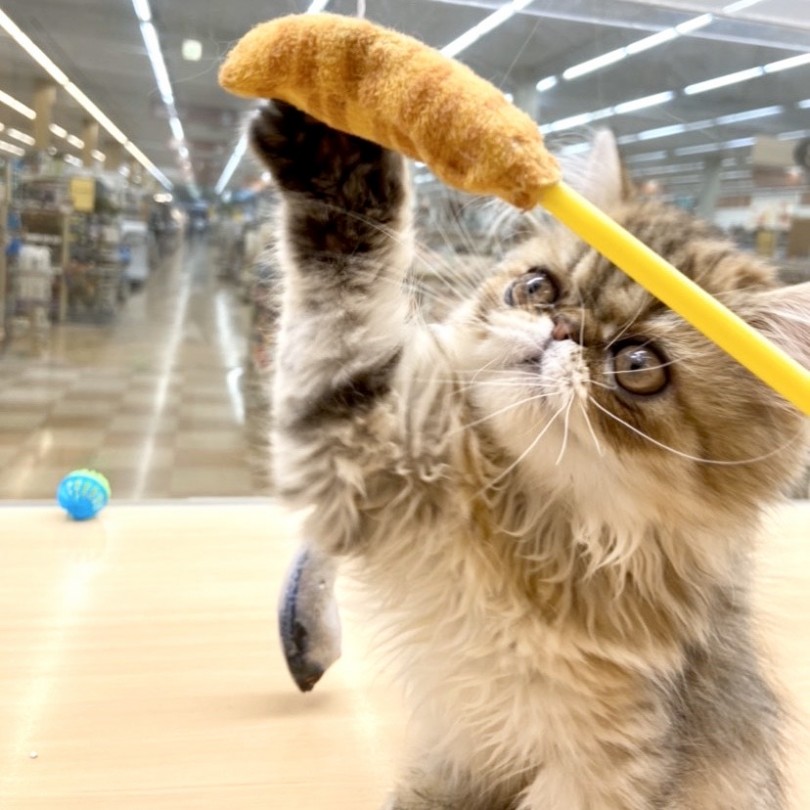 猫じゃらしが大好き♡ | エキゾチック （118449） - 城山店