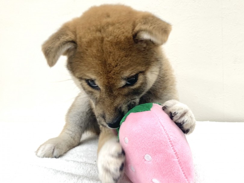 昔から日本人のパートナー | 柴犬 （130238） - 高井戸店