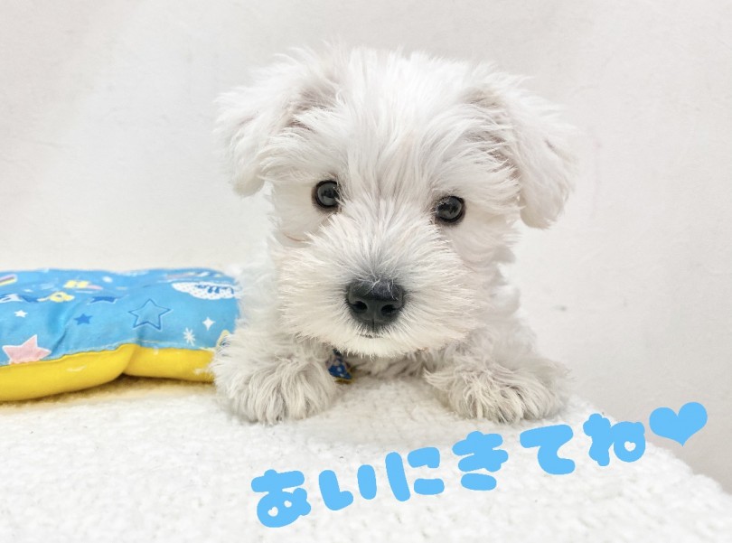 初めてのかたでもとってもお迎えしやすい犬種です! | ミニチュア・シュナウザー (116449) - 下丸子店