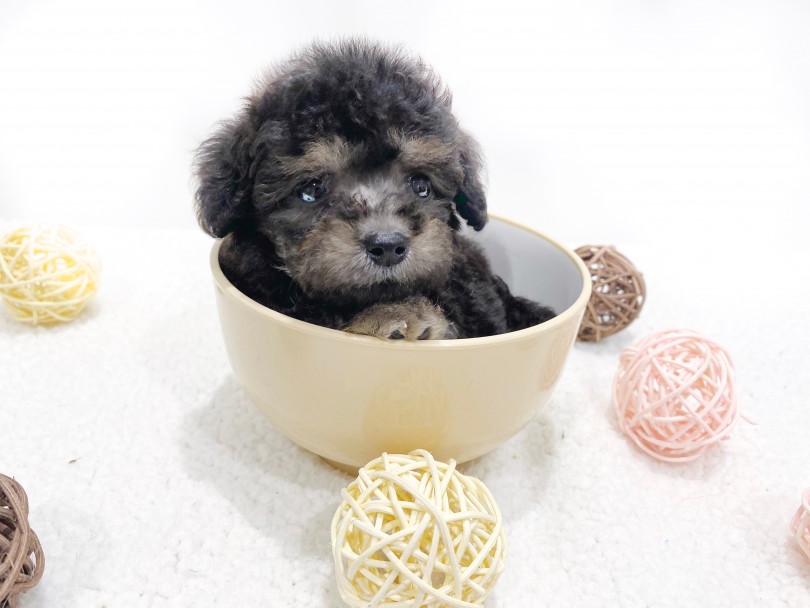 小さなカップにチョコンと入ってくつろいでしまうプードルちゃん♪ | トイ・プードル （11771） - 横浜 白楽店