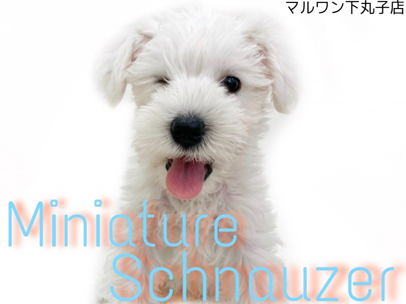 【 ミニチュアシュナウザー 】おっとり顔のホワイトシュナがやって来た！