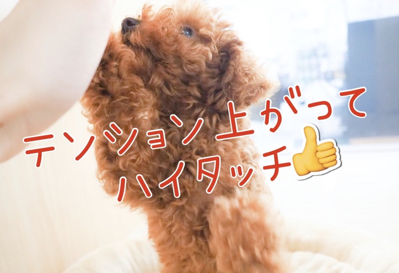 遊んでのおねだりポーズ | トイ・プードル （150089） - 東川口店