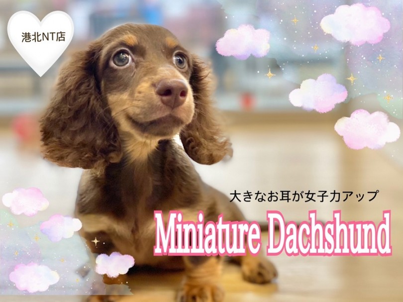 【 ミニチュアダックスフント 】濃いめのタンと大きなお耳が可愛さ倍増中♡
