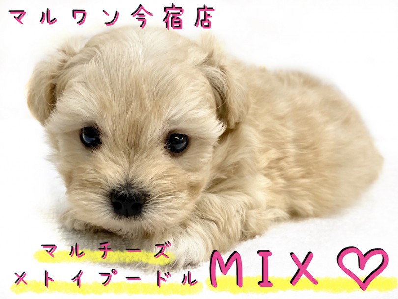 【 マルプー 】ドワーフBODYの癒し系！元気いっぱいのドールわんこ！