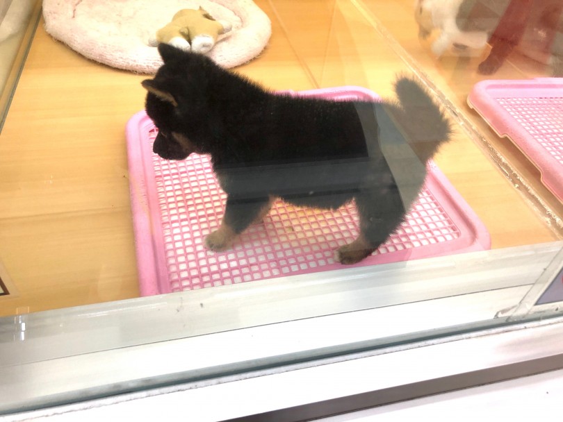 室内でもいい子にトイレできます！ | 豆柴  （118477） - 城山店