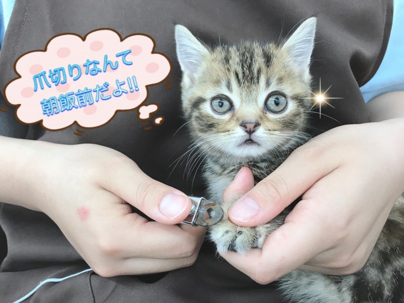 爪切りもこの通り！ | マンチカン （150098） - 東川口店