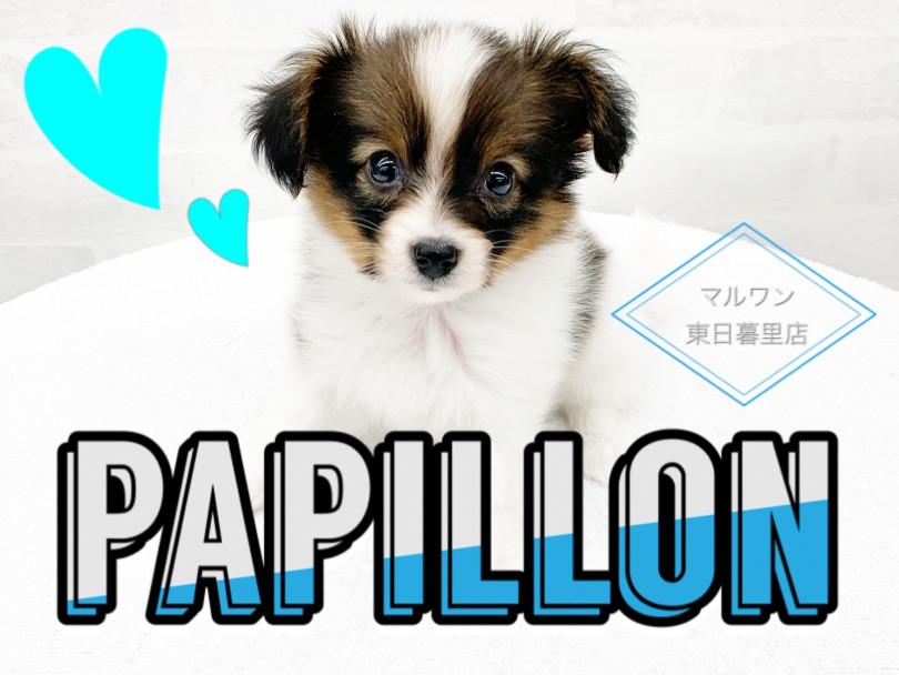 【 パピヨン 】マリーアントワネットも愛した犬種。気品と賢さは小型犬NO.1！
