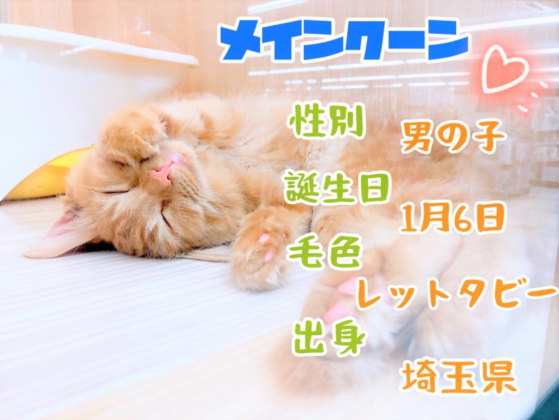 穏やかな美形にゃんこ | メインクーン （150045） - 東川口店