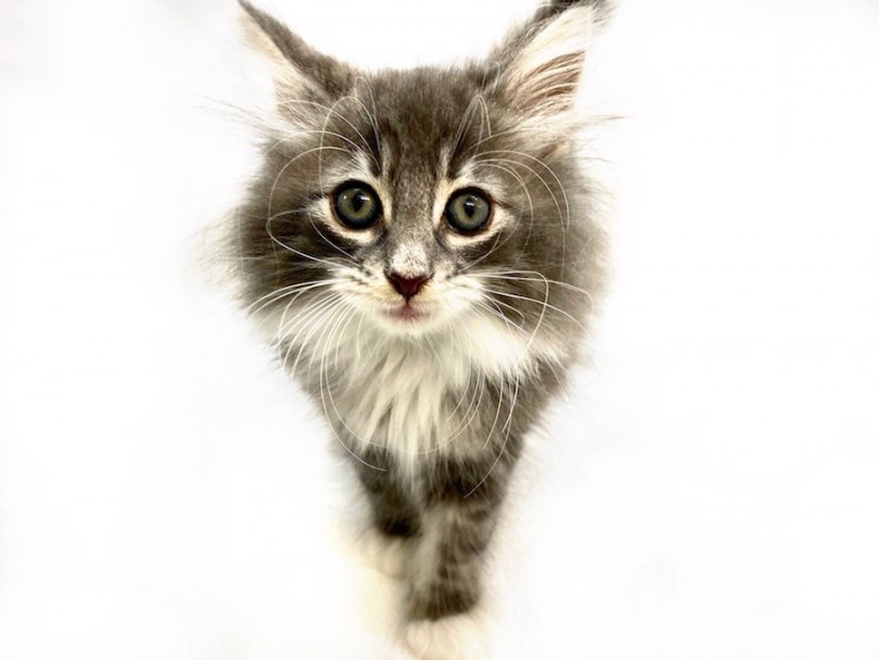 ポイントは白いアイライン！イケメン美猫のお顔にご注目！ | ノルウェージャンフォレストキャット （120275） - 今宿店