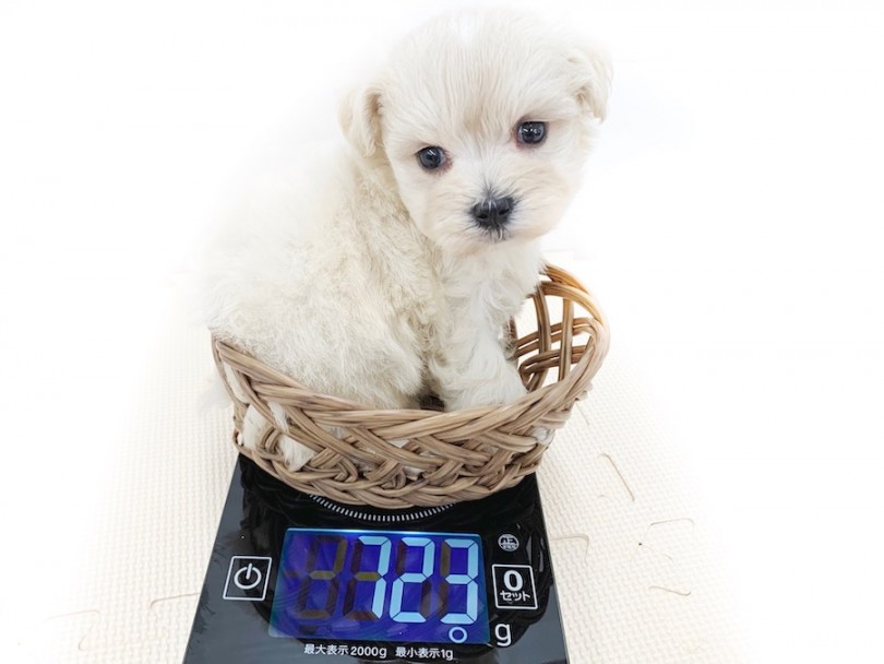 成犬時には2.5kg前後を予想 | MIX犬 （814617） - 相模大塚店