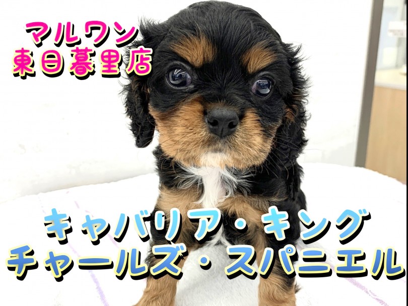 【 キャバリア・キングチャールズ・スパニエル 】騎士の名を持つ美形フェイス！