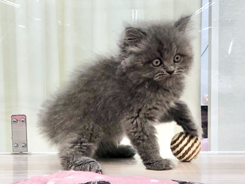 サッカー少年のような立ち姿です（笑） | ミヌエット （914580） - 志村坂下店