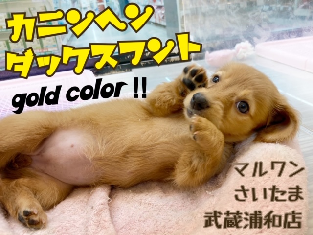 【 カニンヘン・ダックスフント 】犬界一の美女！おっとりダックスちゃん！