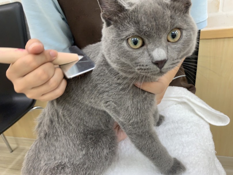 他の猫種と比べてブラシのお手入れが欠かせません！ | シャルトリュー （713701） - 鶴見店