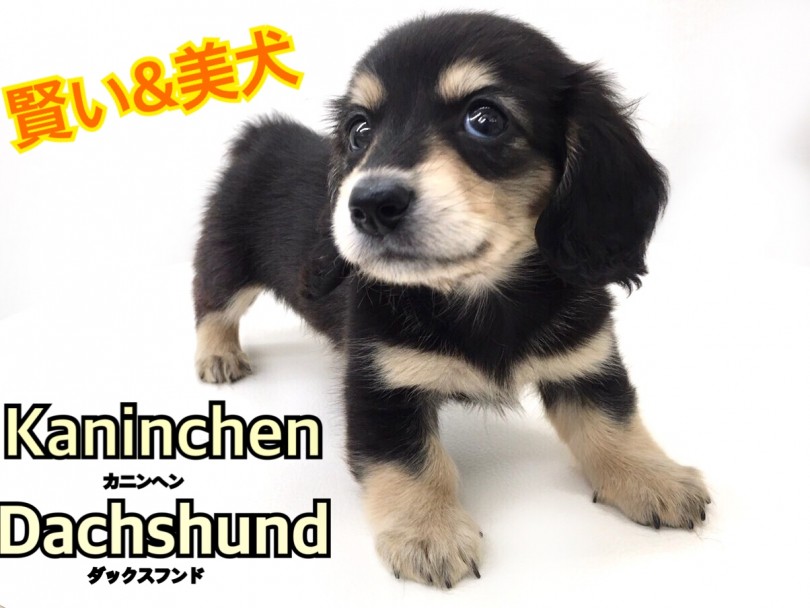 【 カニンヘン・ダックスフント 】小さい＆美しい＆賢いすべてが揃った無敵ワンコ！
