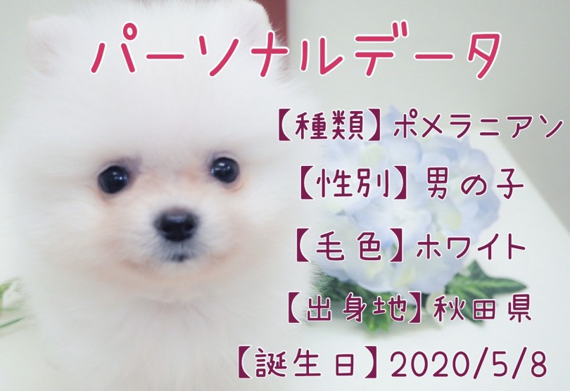 アザラシ顔ポメちゃん | ポメラニアン （150096） - 東川口店