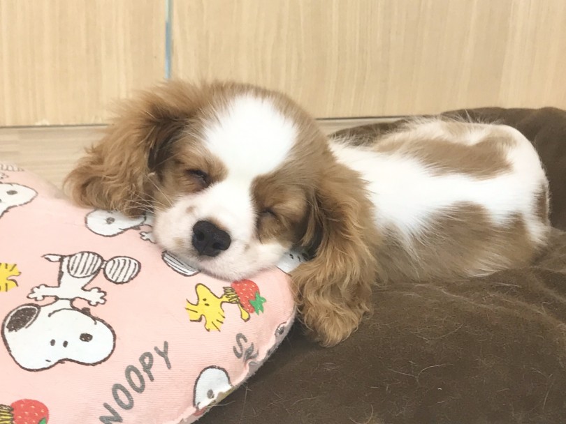 クッションを上手に使い快適な睡眠を手に入れたキャバリア君（笑） | キャバリア・キングチャールズ・スパニエル （914565） - 志村坂下店