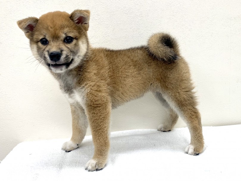凛々しいこの立ち姿♡ | 柴犬 （130238） - 高井戸店