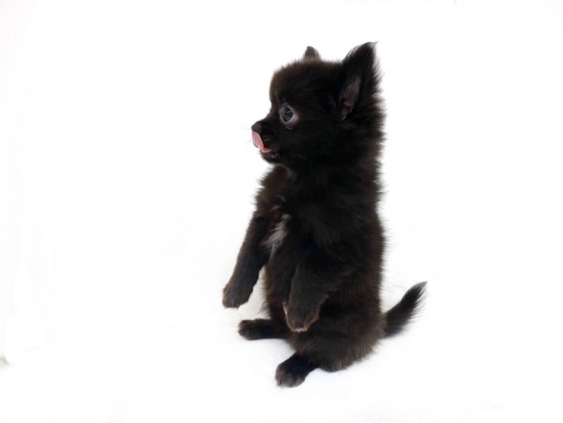 おもちゃやご飯など欲しい物がある時に、たまーにやる座り方 | MIX犬 （118466） - 城山店