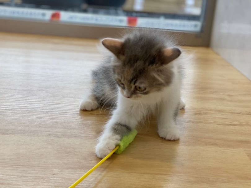 猫アレルギーを起こしにくい猫 | サイベリアン （311947） - 港北ニュータウン店