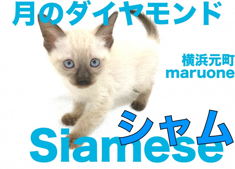 【 シャム 】月のダイヤモンドと呼ばれる気品溢れるビューティキャット